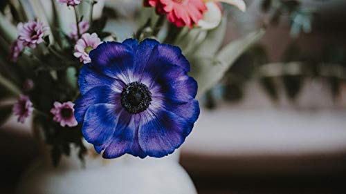 Kpoiuy Paquete De Pintura por NúMero En Lienzo Pintura Al óLeo DIY PéTalos De Flores De AnéMona Cuadros Pintados A Mano del Arte del Colorante De AcríLico para La Sala De Estar