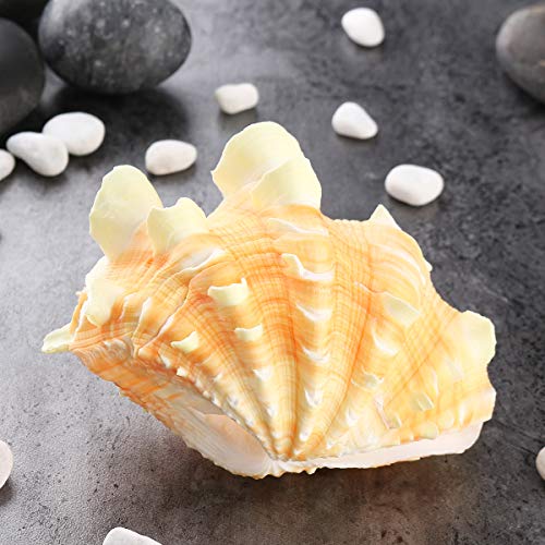 kungfu Mall Decoración del hogar Mobiliario Marino Concha de Mar Decoraciones Giant Clam Tridacna Big Conch Natural Shell