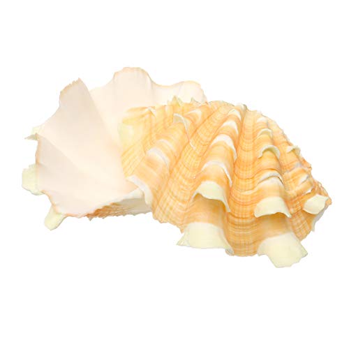 kungfu Mall Decoración del hogar Mobiliario Marino Concha de Mar Decoraciones Giant Clam Tridacna Big Conch Natural Shell