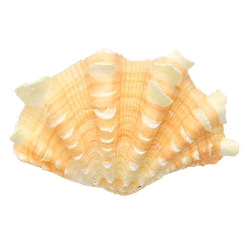 kungfu Mall Decoración del hogar Mobiliario Marino Concha de Mar Decoraciones Giant Clam Tridacna Big Conch Natural Shell