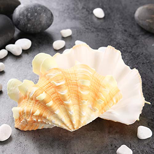 kungfu Mall Decoración del hogar Mobiliario Marino Concha de Mar Decoraciones Giant Clam Tridacna Big Conch Natural Shell