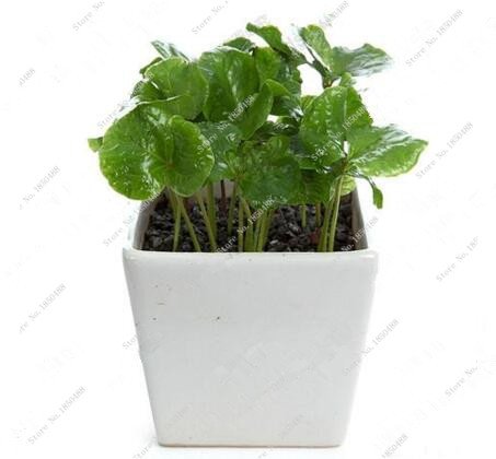 Las nuevas 20 PC/bolsa de granos de café fresco de semillas de cosecha propia planta de frijol de cacao Semillas genuino para la venta