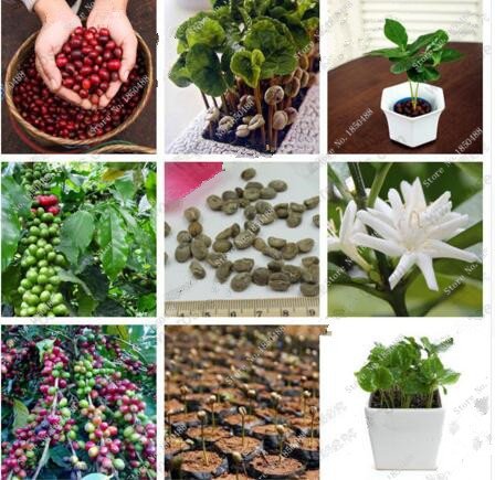 Las nuevas 20 PC/bolsa de granos de café fresco de semillas de cosecha propia planta de frijol de cacao Semillas genuino para la venta