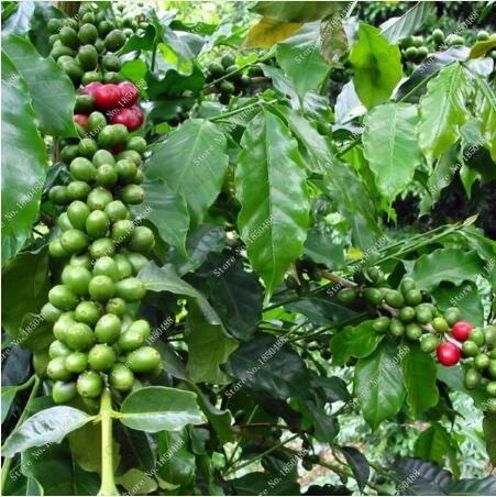 Las nuevas 20 PC/bolsa de granos de café fresco de semillas de cosecha propia planta de frijol de cacao Semillas genuino para la venta