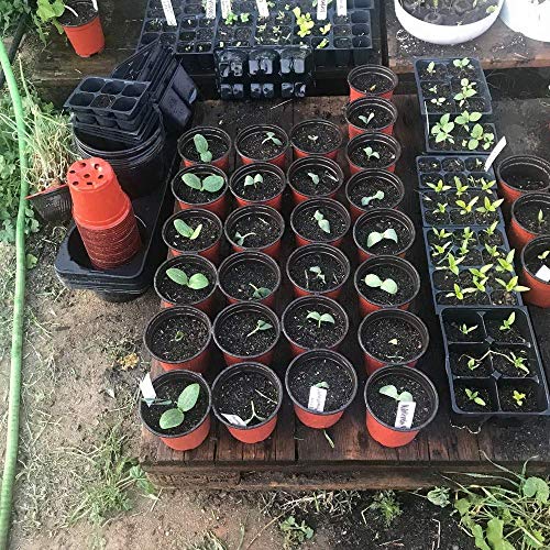 LATERN 50Pcs 15cm Macetas de Plástico para Plantas Macetas de Inicio de Semillas Livianas Macetas de Vivero Macetas Contenedor de Plantas de Flores(15 x 13 cm)