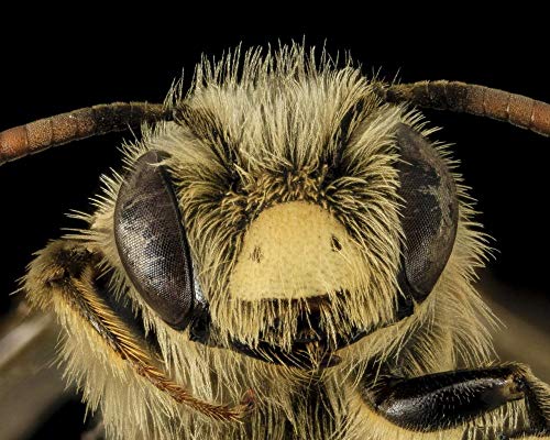Lsping Puzzle 1000 Piezas Abeja minera andrena gardineri