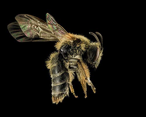 Lsping Puzzles 500 Piezas niños Abeja minera andrena Cornelli