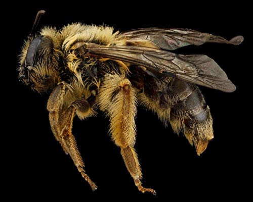 Lsping Puzzles niños 1000 Piezas andrena helianthi Abeja minera