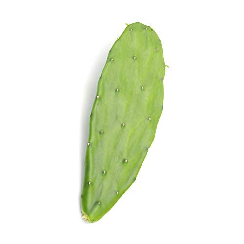 NOPAL ECOLÓGICO * 470 mg / 180 cápsulas * Cardiovascular (glucosa), Digestión, Peso (adelgazamiento, corta-hambre, quemagrasas) * Garantía de satisfacción o reembolso * Fabricado en Francia