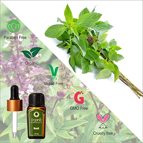 Organic Harvest Hierbas ayurvédicas albahaca Pure Essential Oil productos químicos agresivos, ingredientes de origen animal, parabenos, aceite mineral, o pesticidas (0,338 / onza líquida
