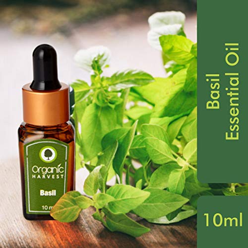 Organic Harvest Hierbas ayurvédicas albahaca Pure Essential Oil productos químicos agresivos, ingredientes de origen animal, parabenos, aceite mineral, o pesticidas (0,338 / onza líquida