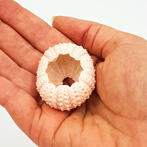Pack de 5 Bright rosa erizos de mar 4 cm de conchas náuticas mar conchas Urchin