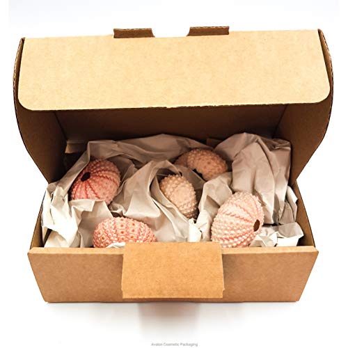 Pack de 5 Bright rosa erizos de mar 4 cm de conchas náuticas mar conchas Urchin