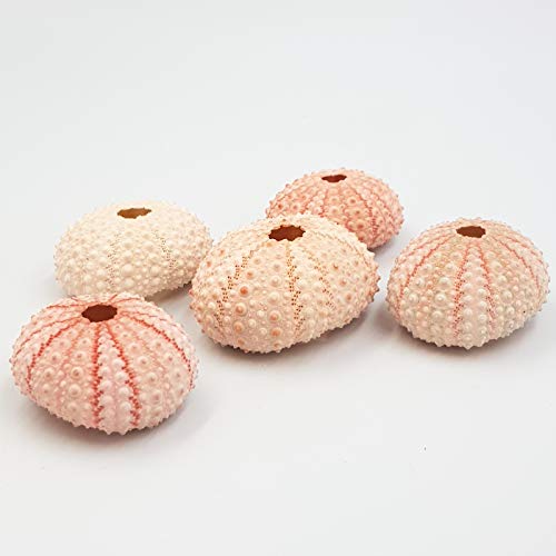 Pack de 5 Bright rosa erizos de mar 4 cm de conchas náuticas mar conchas Urchin