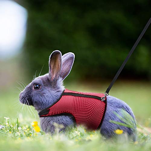 Petcomer - Arnés ajustable para coche - Seguridad para perros - Correa cómoda, cintas ajustables, relleno suave, con hebilla de cinturón para coche