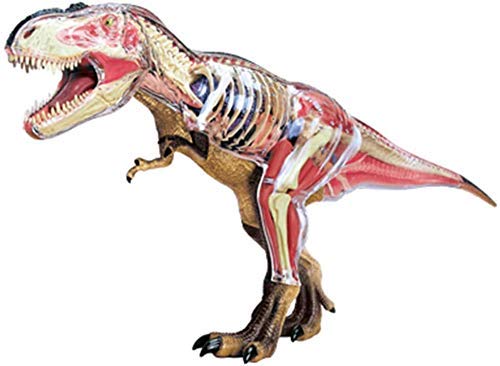 RUXMY Educación Anatómico Tyrannosaurus Rex Organ Model 4D Puzzle Assembly Toy Animales Órganos Medical Science Anatomy Model Toy para niños de 14 años en adelante