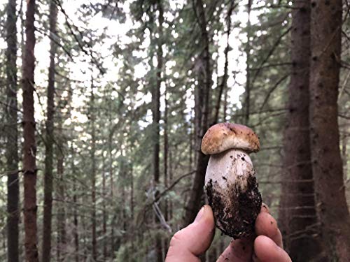 Scherini Valtellina - Boletus edulis laminado deshidratado 1st QUALITY 200g