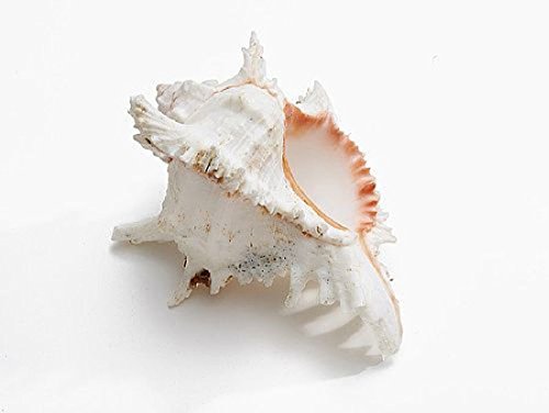 Schreiber Deko 1 Pieza caracola Murex ramosus Natural Aprox. 12 cm