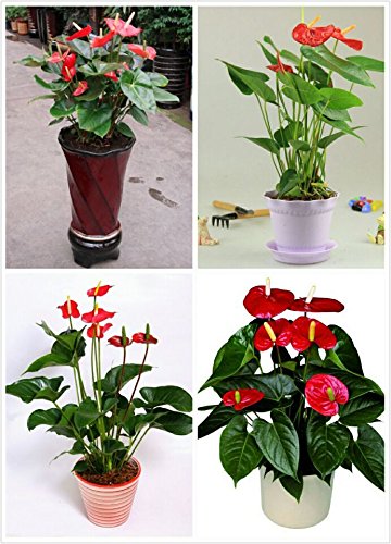 semillas, semillas de anturio caliente barato libre anthurium, flor balcón Bonsai, anturio en maceta semillas de flores - 200pcs