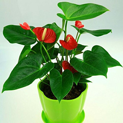 semillas, semillas de anturio caliente barato libre anthurium, flor balcón Bonsai, anturio en maceta semillas de flores - 200pcs