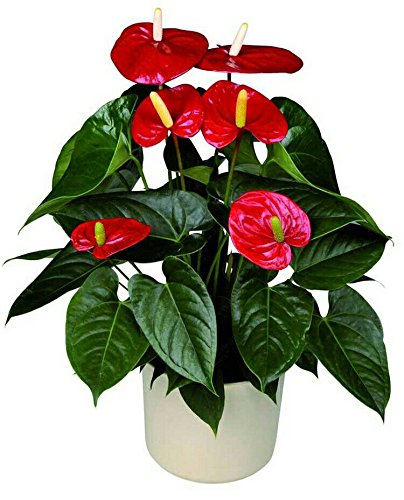 semillas, semillas de anturio caliente barato libre anthurium, flor balcón Bonsai, anturio en maceta semillas de flores - 200pcs