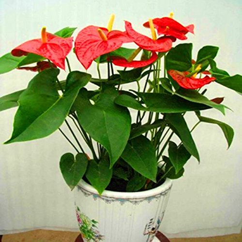 semillas, semillas de anturio caliente barato libre anthurium, flor balcón Bonsai, anturio en maceta semillas de flores - 200pcs