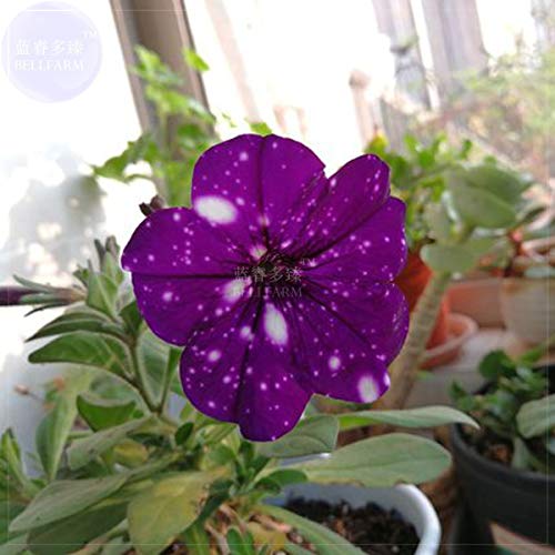 Tacoli- Jardín Bonsai Petunia 'Night Sky Blue' flores, manchas blancas 200pcs 'semillas' contra el azul profundo pétalos solo pétalo