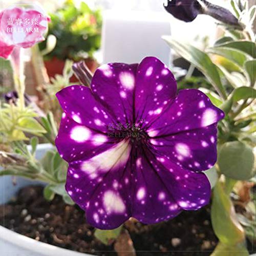 Tacoli- Jardín Bonsai Petunia 'Night Sky Blue' flores, manchas blancas 200pcs 'semillas' contra el azul profundo pétalos solo pétalo