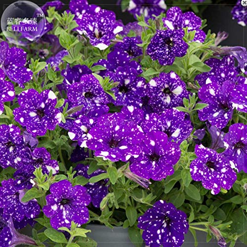 Tacoli- Jardín Bonsai Petunia 'Night Sky Blue' flores, manchas blancas 200pcs 'semillas' contra el azul profundo pétalos solo pétalo