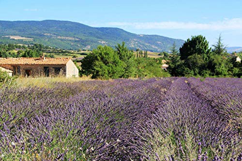 TooGet Flor de Lavanda English Seca, 100% Crudo de Las Tierras Altas Lavandula Angustifolia Lavanda Seca Al por Mayor, Flores de Lavanda 225g