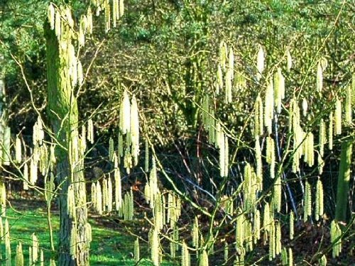 Tree Seeds Online - Corylus Avellana-inglés Avellana-5 Semillas - 5 Paquetes
