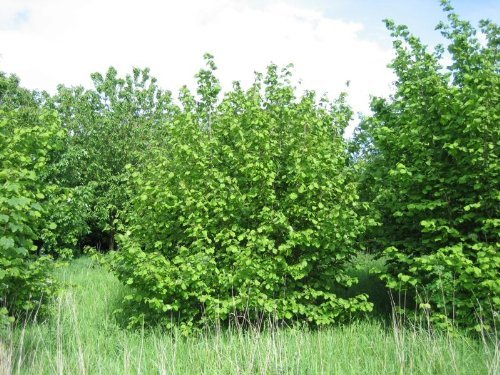 Tree Seeds Online - Corylus Avellana-inglés Avellana-5 Semillas - 5 Paquetes