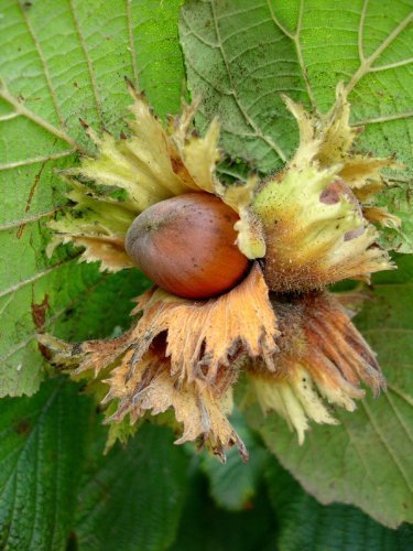 Tree Seeds Online - Corylus Avellana-inglés Avellana-5 Semillas - 5 Paquetes
