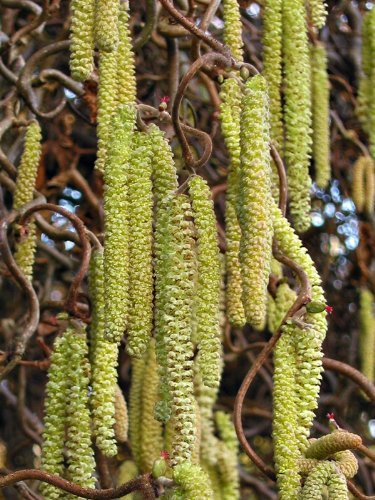 Tree Seeds Online - Corylus Avellana-inglés Avellana-5 Semillas - 5 Paquetes