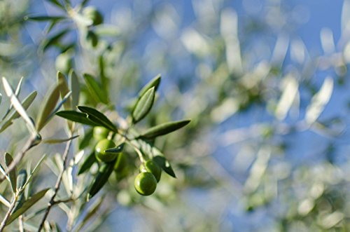 ValdeVellisca - Aceite Oliva Virgen 5 litros - AOV ECOLOGICO - Primer prensado en frio