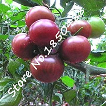 VISTARIC vegetal verde semillas de hortalizas perejil, puerro y col nabo lechuga col semillas de cebolla cocidas 10 semillas