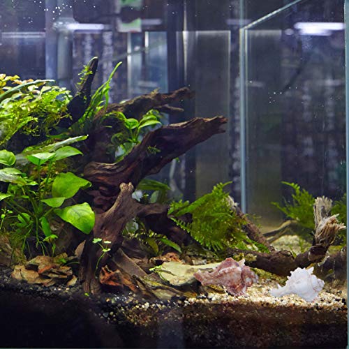 VOSAREA 2pz Natural Grande Conchas de mar Concha pecera Acuario decoración del hogar(6-9 cm)