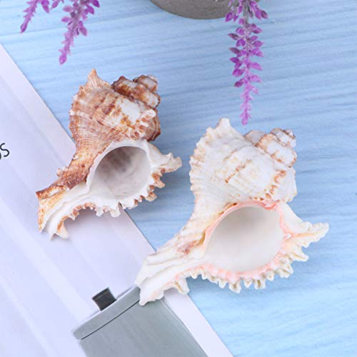 VOSAREA 2pz Natural Grande Conchas de mar Concha pecera Acuario decoración del hogar(6-9 cm)
