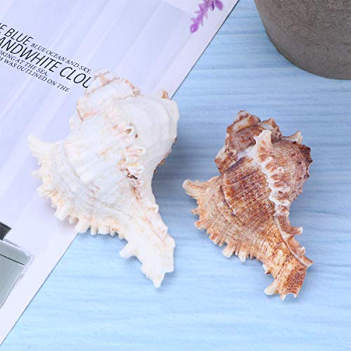 VOSAREA 2pz Natural Grande Conchas de mar Concha pecera Acuario decoración del hogar(6-9 cm)