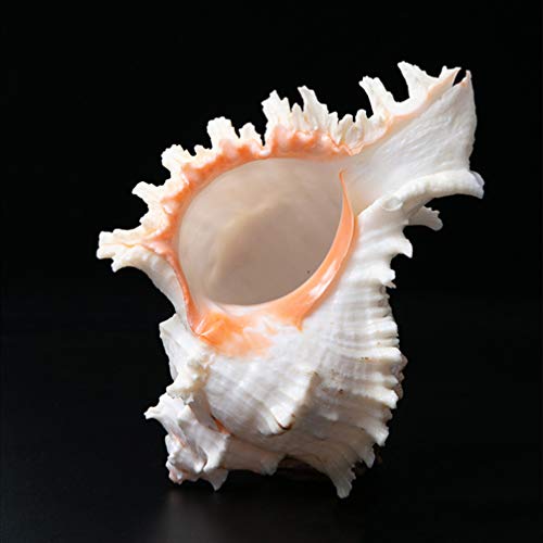 VOSAREA 4pcs 6-9cm Natural Conchas de mar Grande Concha pecera Acuario decoración del hogar