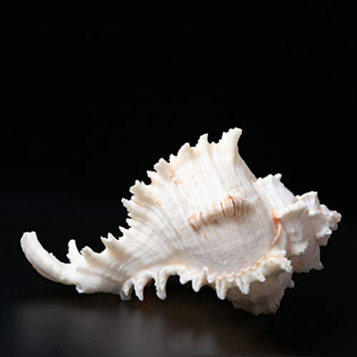 VOSAREA 4pcs 6-9cm Natural Conchas de mar Grande Concha pecera Acuario decoración del hogar