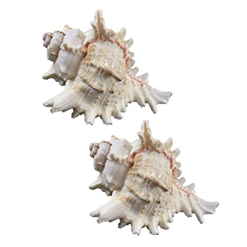 VOSAREA 4pcs 6-9cm Natural Conchas de mar Grande Concha pecera Acuario decoración del hogar