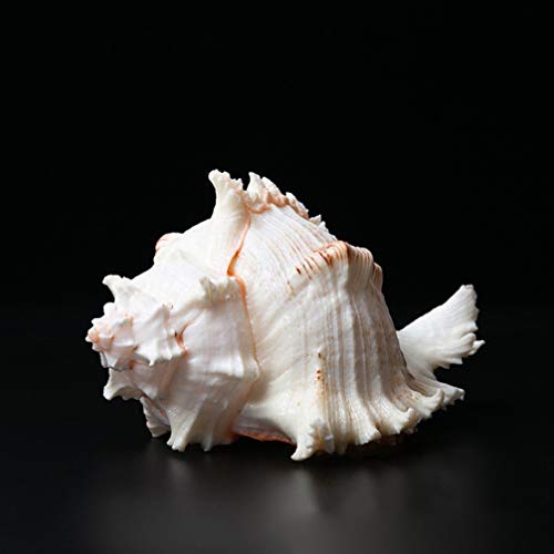 VOSAREA 4pcs 6-9cm Natural Conchas de mar Grande Concha pecera Acuario decoración del hogar
