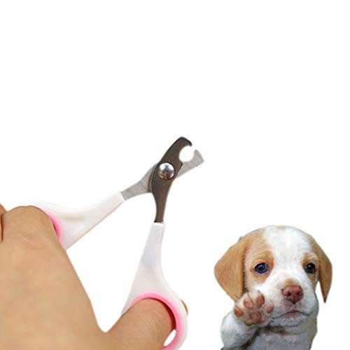 WJH Mascota Animal Perro Gatos Punta de pájaro Garra Acero Inoxidable Preparación Arandelas de uñas Tijeras Adorno (Color : Random Color Delivery)