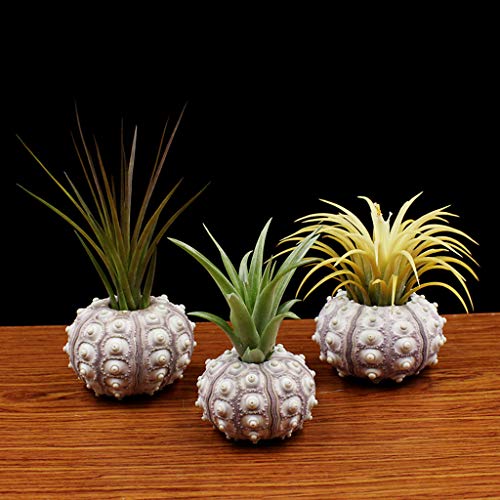 Xuniu Air Plants Marioneta de mar Tillandsia Holder Decoraciones de jardinería en Miniatura 4cm-7cm