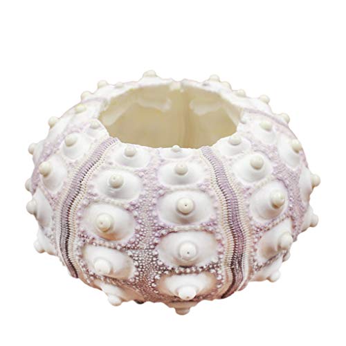 Xuniu Air Plants Marioneta de mar Tillandsia Holder Decoraciones de jardinería en Miniatura 4cm-7cm