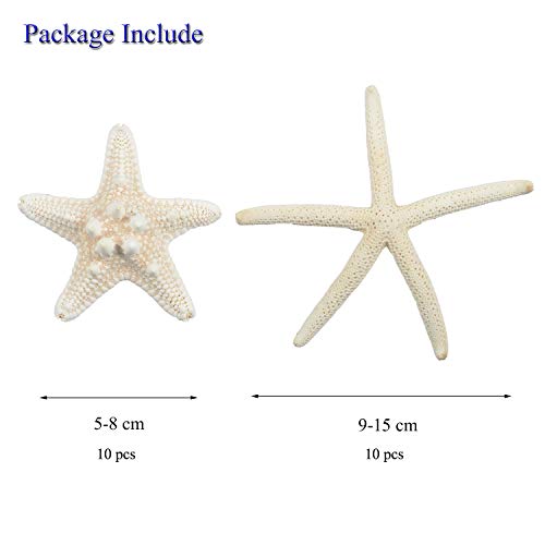 Yixuan 10PCS Estrellas de mar Estrella de mar Natural Estrella de mar Decoracion Molde Estrella mar decoración de Bodas/Fiesta temática en la Playa/Decoraciones para el hogar/Bricolaje