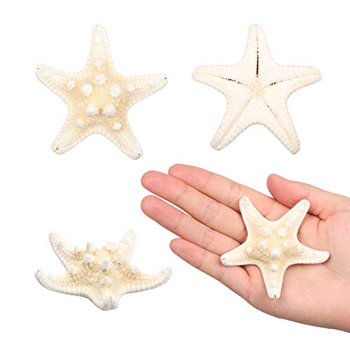 Yixuan 20PCS Estrellas de mar Estrella de mar Natural Estrella de mar Decoracion Molde Estrella mar decoración de Bodas/Fiesta temática en la Playa/Decoraciones para el hogar/Bricolaje
