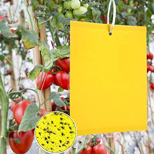ZOORE 50 Piezas Trampas de Insectos de Doble Cara, Trampa Pegajosas Papeles Pegajosos Amarillos Trampas de Moscas para Moscas, Pulgones, Mineros de Hojas, Polillas,15x20cm
