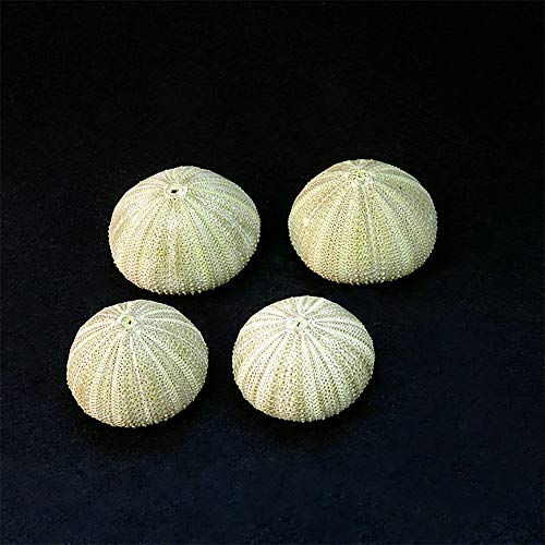 ZZM Conchas de Erizo de mar Natural, Caja de Reptiles Conchas Marinas acuarios de Bricolaje Decoraciones de jardinería Adornos fotográficos para Plantas de Aire, Medusas